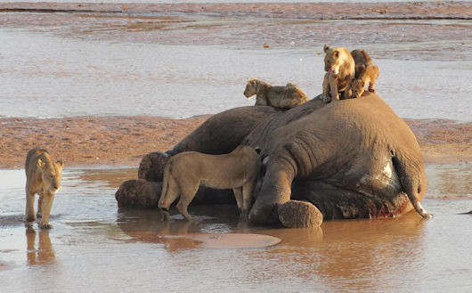 Leeuwen beheersen kadaver olifant Samburu Kenia