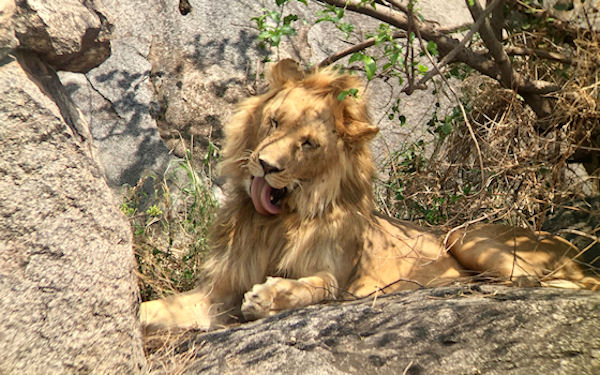 Leeuw Serengeti - Tanzania