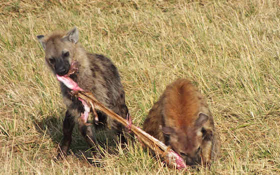 Hyeana lunch in de Masai Mara