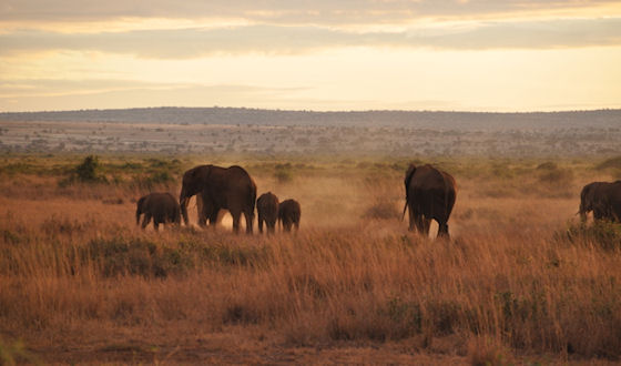Samburu olifanten