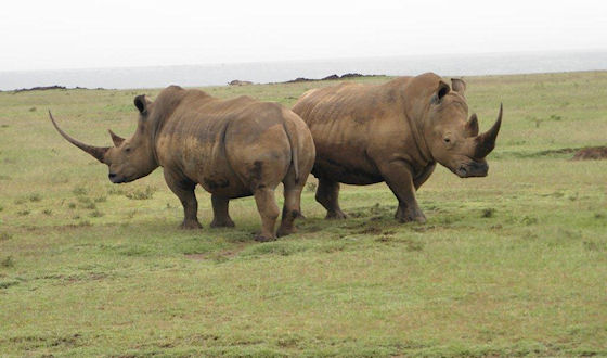 Solio Ranch neushoorns - Rhino Watch Lodge Kenia
