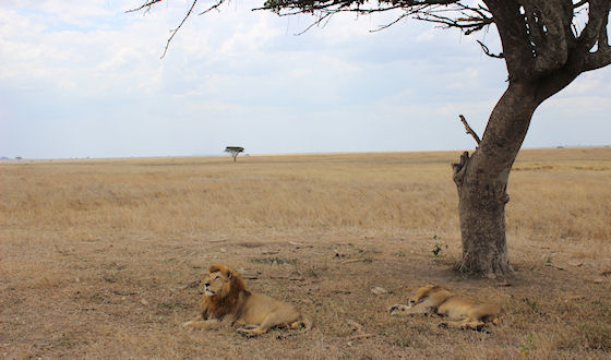 Serengeti leeuwen safari Tanzania