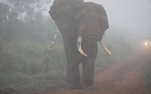 Olifant Ngorongoro entree in de ochtend