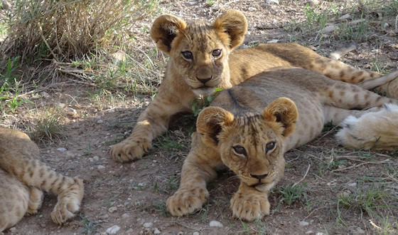 Leeuwenwelpen Kenia