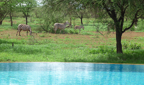 Privé Safari Kenia – April 2016