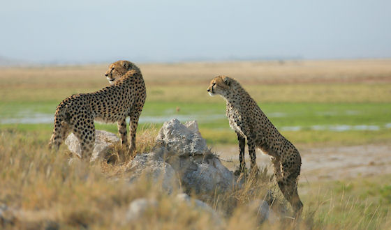 Serengeti jactluipaarden safari Tanzania