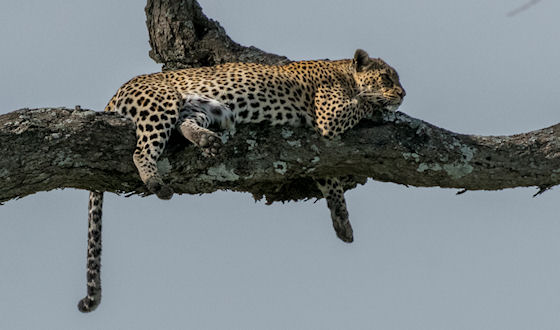 Prive safari Tanzania december 2017