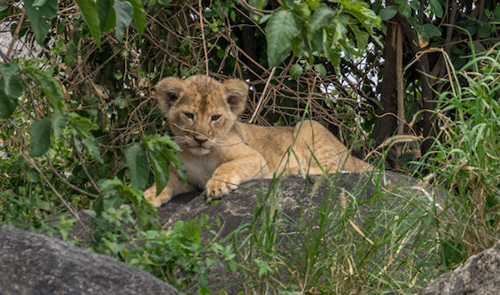 Prive safari Tanzania december 2017
