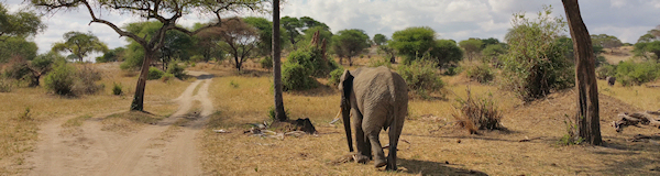 Tarangire Nationaal Park Tanzania