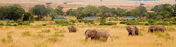 Exclusieve luxe fly-in safari door Kenia  - Magical Kenya