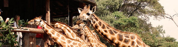 OnsKenia, Nairobi Giraf centre Kenia