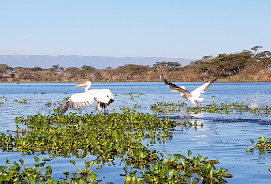 Naivasha meer Kenia - Februari 2019
