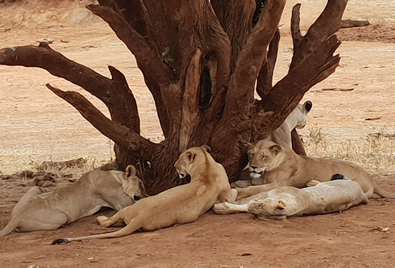 Privé familie safari Kenia - Februari 2019