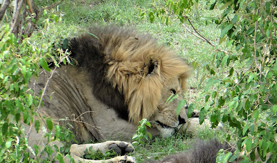 Leeuw Masai Mara, Kenia