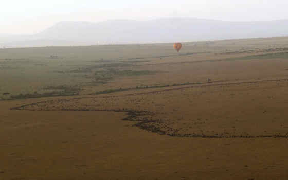 Masai Mara ballonvaart gnoe migratie
