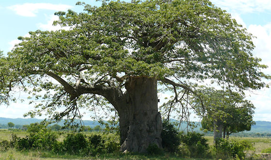 Baobab boom, Mikumi Nationaal Park Tanzania