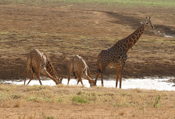 Prive safari Kenia - Juni 2019
