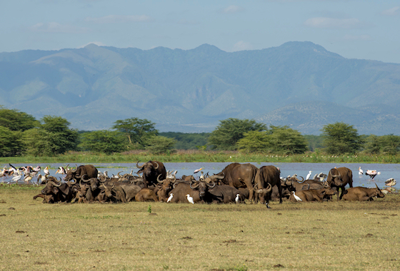 Familie safari avontuur - Tanzania