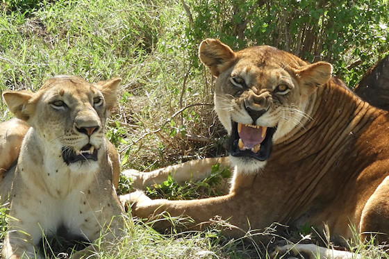 Familie safari Kenia
