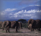 OnsKenia, Amboseli Nationaal Park in Kenia