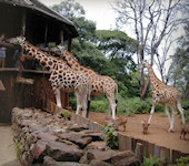 Nairobi, Giraf centre waar de Rothschild giraffen gevoerd kunnen worden