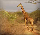 OnsKenia, Tsavo Oost nationaal park Kenia