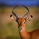 Safari en strandvakantie Kenia | 10 daagse Impala safari