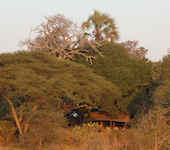 Chada Katavi Camp, Katavi nationaal park Tanzania