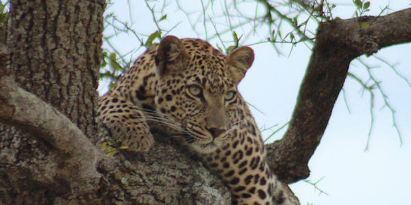 Kenia | Familie reizen | Prive safari reizen |  Luipaard - Masai Mara - juli 2022 | OnsKenia