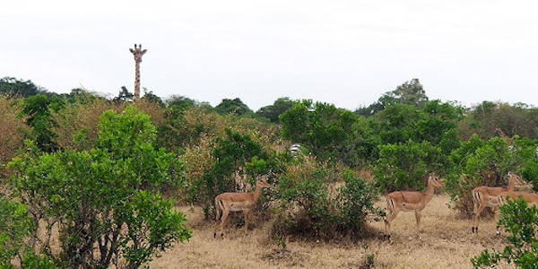 Kenia | Familie reizen | Prive safari reizen |  Masai Mara - Kenia  - juli 2022 | OnsKenia