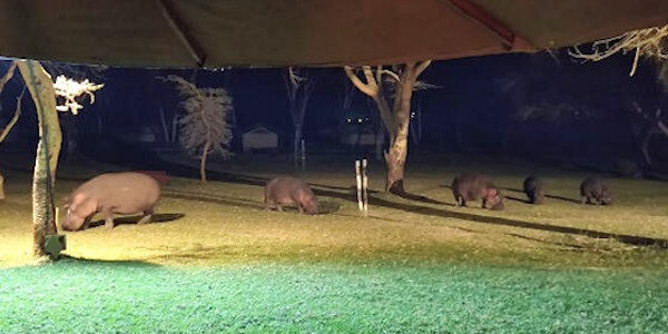 Kenia | Familie reizen | Prive safari reizen |  Naivasha country club - Naivasha  - juli 2022 | OnsKenia