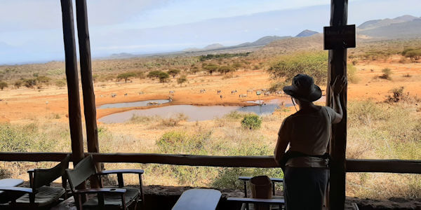Kenia | Familie reizen | Prive safari reizen | Safari en Strand |  Drinkwaterplaats Kilaguni Lodge - Tsavo West  - augustus 2022 | OnsKenia