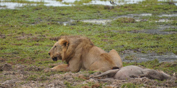 Kenia | Familie reizen | Prive safari reizen | Safari en Strand |  Leeuw met wrattenzwijn - Amboseli NP  - augustus 2022 | OnsKenia