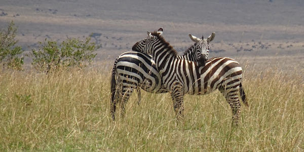 Kenia | Familie reizen | Prive safari reizen | Safari en Strand |  Masai Mara - Zebra paar - augustus 2022 | OnsKenia