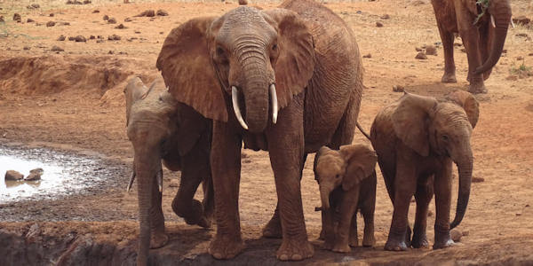 Kenia | Familie reizen | Prive safari reizen | Safari en Strand |  Tsavo Oost - Olifanten bij de drinkwaterplaats Ngutuni  - augustus 2022 | OnsKenia