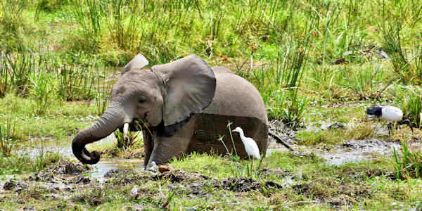 Kenia | Familie reizen | Safari en Strand |  Amboseli - Ol Tukai moeras - Kenia  - juli 2023 | OnsKenia