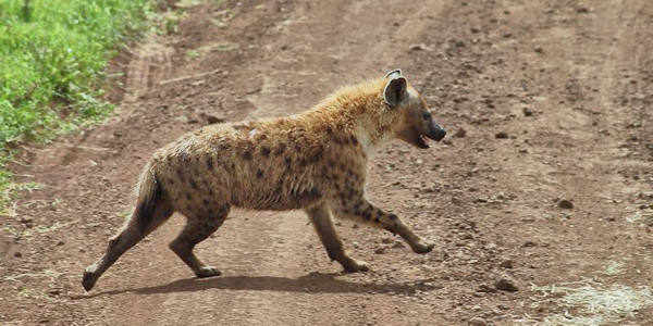 Tanzania | Familie reizen | Prive safari reizen | Safari en Strand |  Tanzania Ngorongoro Hyena  - juli 2023 | OnsKenia