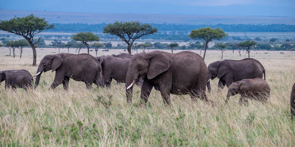 Kenia | Familie reizen | Prive safari reizen |  Olifanten in de Trans Mara in Kenia - september 2022 | OnsKenia