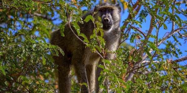 Kenia | Familie reizen | Prive safari reizen |  Baviaan  - september 2022 | OnsKenia