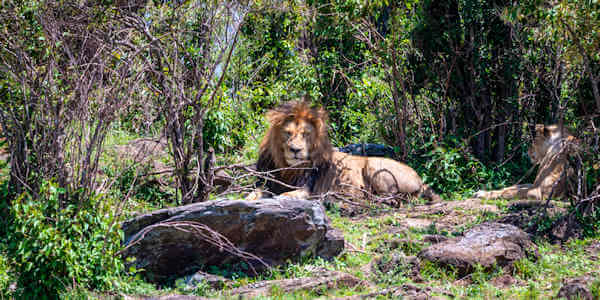 Kenia | Familie reizen | Prive safari reizen |  Leeuwen onder Croton bosjes in de Masai Mara  - september 2022 | OnsKenia