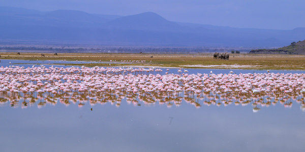 Kenia | Familie reizen | Prive safari reizen |  Lake Amboseli - Flamingo's en olifanten - september 2022 | OnsKenia