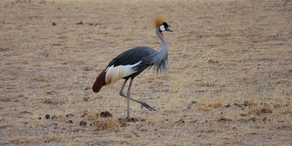 Kenia | Familie reizen | Prive safari reizen | Safari en Strand |  Kraanvogel - Amboseli NP  - september 2023 | OnsKenia