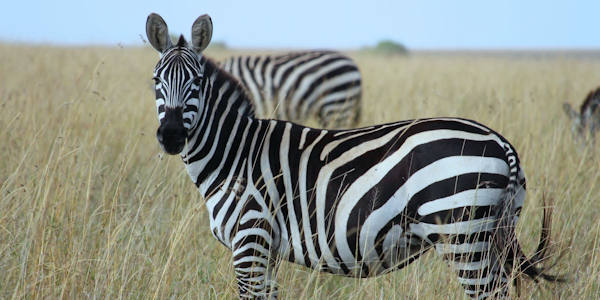 Kenia | Familie reizen | Prive safari reizen | Safari en Strand |  Zebra - Masai Mara  - september 2023 | OnsKenia