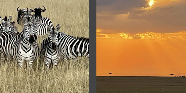 Kenia | Familie reizen | Prive safari reizen |  Masai Mara in Kenia  - augustus 2022 | OnsKenia