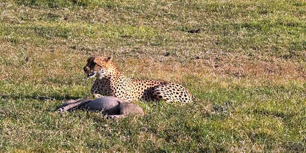Kenia | Prive safari reizen |  Reiservaring reiziger - mei 2026 | OnsKenia