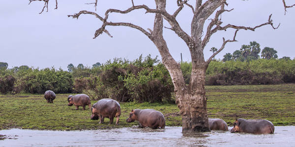 Nyerere nationaal park, Tanzania